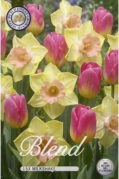 Tulipan/Narcissus Milkshake 20-pakning